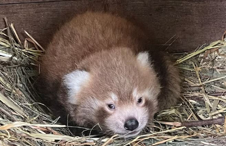 Chú panda đỏ gay mới nhất sinh - Ảnh: Rebecca Surian