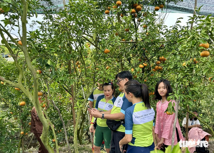 A group of guests from Ho Chi Minh City visited Van Tanh tangerine garden - Photo: DANG TUYET