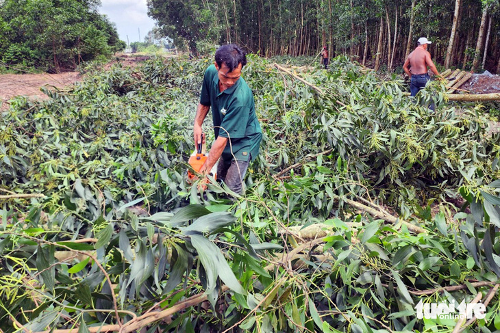Thanh lý cây tràm ở khu vực xã Long An, huyện Long Thành để lấy đất làm cao tốc Biên Hoa - Vũng Tàu - Ảnh: H.M.