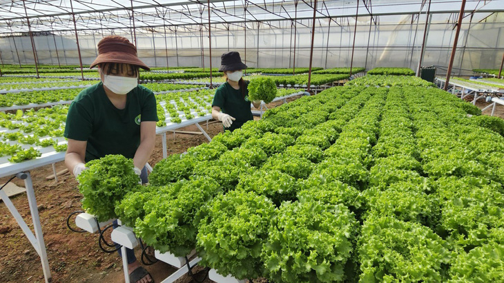 Nguồn cung rau củ tại Đà Lạt khá dồi dào, sẵn sàng cung cấp cho mùa tiêu thụ Tết tại TP.HCM và các địa phương khác với giá mềm hơn mọi năm - Ảnh: N.TRÍ