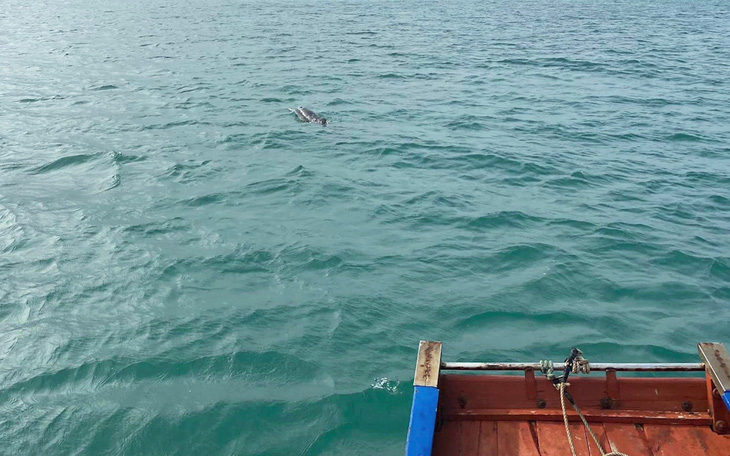Đàn cá heo khoảng 30 con xuất hiện tại vùng biển Cô Tô