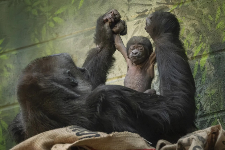 Khỉ đột mẹ Mjukuu đang cầm hai tay đứa con mới đẻ tuần này của nó nâng lên ở vườn thú London. Đây là những cá thể khỉ đột đất thấp phía tây (tên tiếng Anh là 