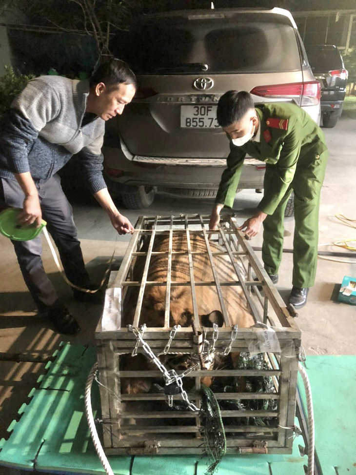 Tài xế chở thuê con hổ với giá 3 triệu đồng - Ảnh: Công an Quảng Trị 