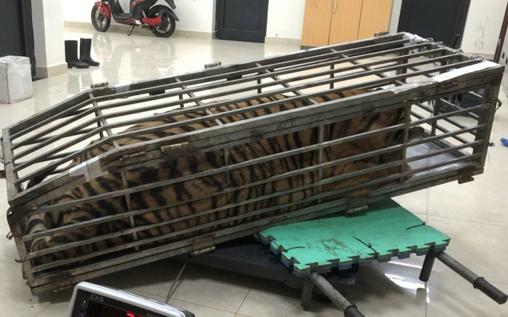 Chở thuê con hổ 200kg trên xe 7 chỗ với giá 3 triệu đồng