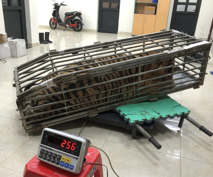 Con hổ được Công an huyện Đakrông phát hiện, thu giữ - Ảnh: Công an Quảng Trị