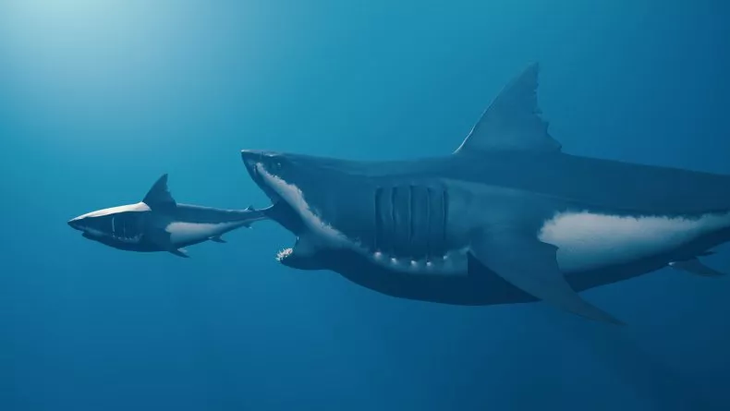 Ảnh minh họa một con cái Megalodon đang được ăn thịt một loài cá mập White rộng lớn, nhỏ rộng lớn - Ảnh: BARIS-OZER/GETTY