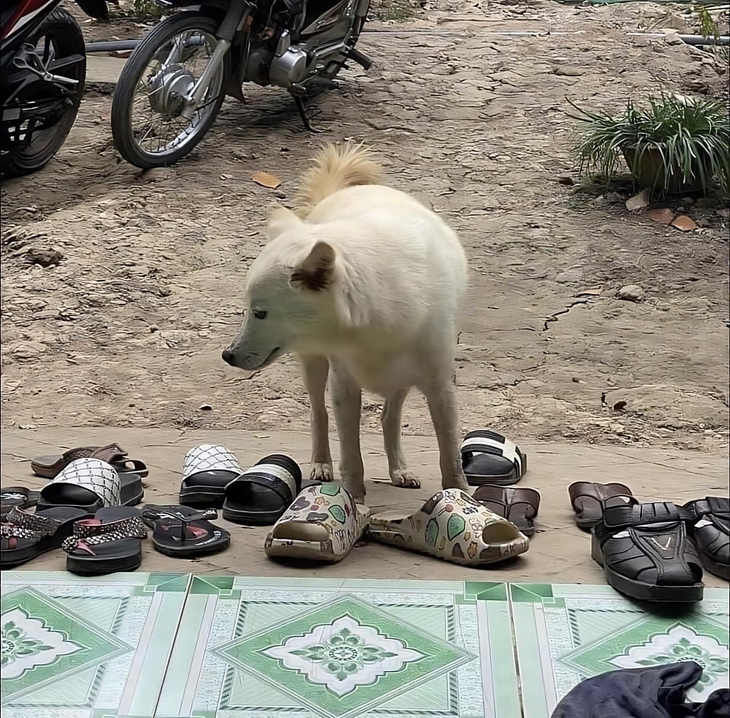 Sao đôi nào cũng hôi vậy ta?