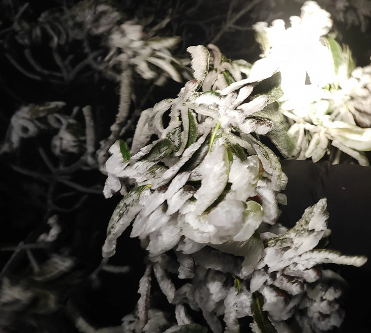 Băng giá phủ trắng cây trên đỉnh Mẫu Sơn tối 22-1 - Ảnh: Du lịch Mẫu Sơn
