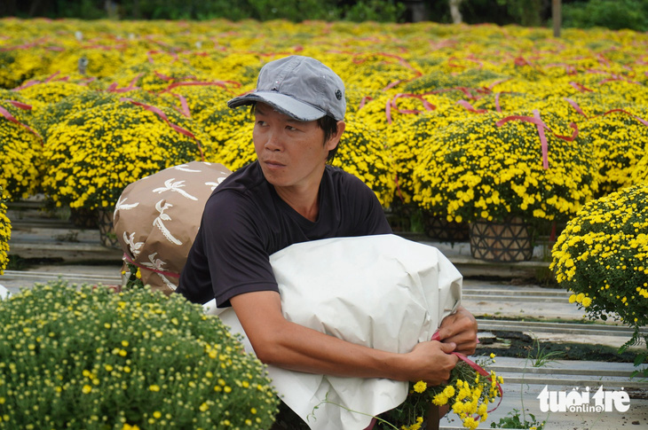 Năm nay, người trồng hoa nở tại làng hoa Cái Mơn, huyện Chợ Lách, tỉnh Bến Tre cho biết tiêu thụ chậm