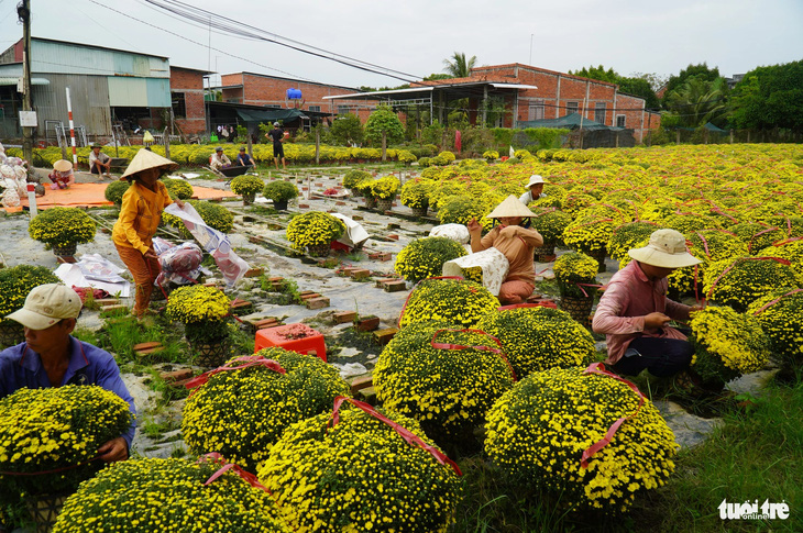 Một số loài hoa nở tại huyện Chợ Lách, tỉnh Bến Tre đã được thương lái từ miền Bắc vào mua