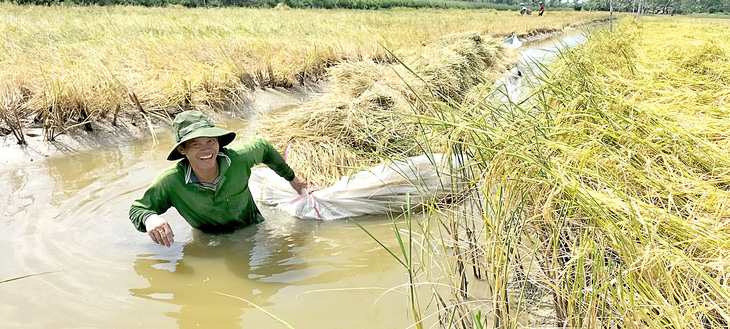 Nông dân phấn khởi khi giá lúa ST tăng liên tục tại vùng nguyên liệu lúa - tôm, huyện An Minh, Kiên Giang - Ảnh: BỬU ĐẤU