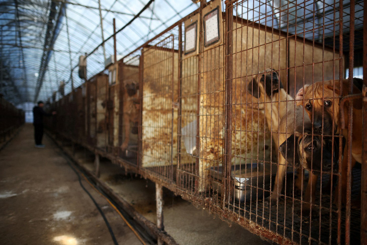 Một trang trại nuôi chó lấy thịt ở Hwaseong, Hàn Quốc, ngày 21-11-2023. Ảnh: reuters.com