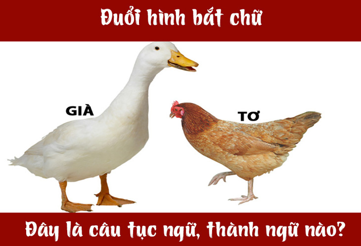 Câu tục ngữ, thành ngữ 'khó nhằn' này là gì? (P40)- Ảnh 1.