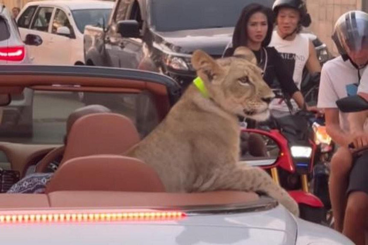 Con sư tử được nhìn thấy ngồi ở ghế sau chiếc xe mui trần đang đi chơi trên đường phố Pattaya, Thái Lan, vào tháng 1/2024. Ảnh: Facebook/Madamannudon
