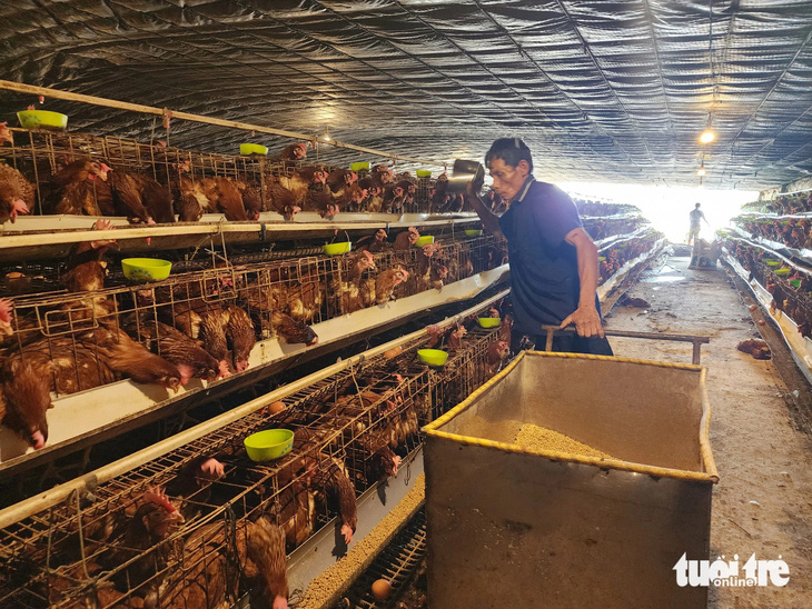 Công ty Chăn nuôi gia cầm Năm Hưởng đang có đàn gà đẻ nửa triệu con - Ảnh: HOÀI THƯƠNG