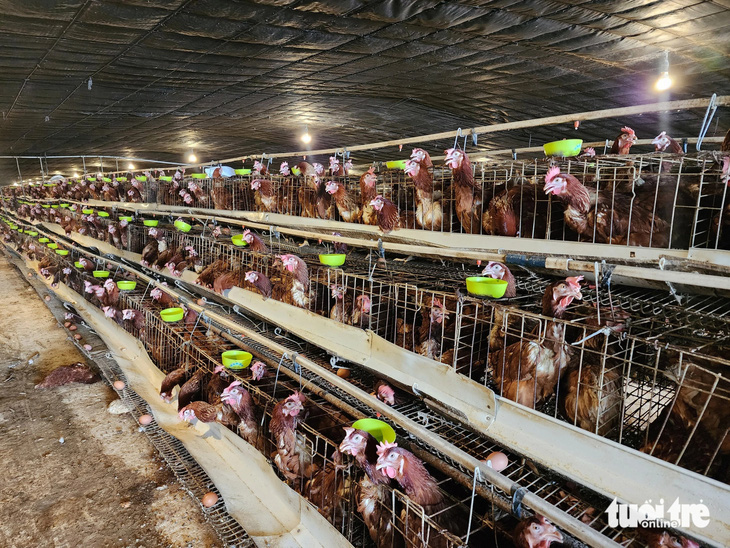 Một cơ sở chăn nuôi gà tại huyện Chợ Gạo - Ảnh: HOÀI THƯƠNG