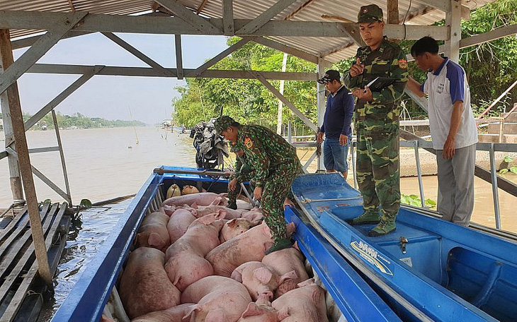 Trâu, bò, heo lậu ồ ạt qua biên giới Lào, Campuchia vào Việt Nam