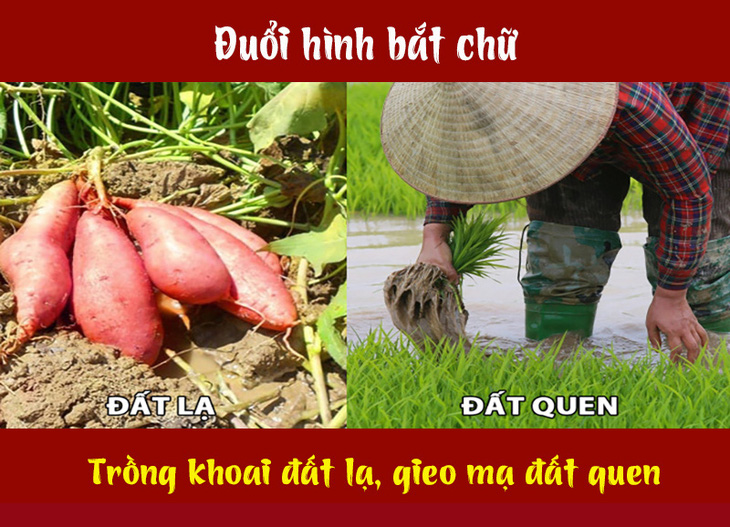 Câu tục ngữ, thành ngữ 'khó nhằn' này là gì? (P43)- Ảnh 4.