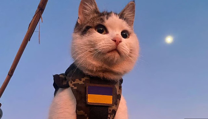 Mèo Shaybyk đã quyên góp được cho những người lính Ukraine 7 chiếc xe ô tô và các vật dụng khác - Ảnh: LIASKUK