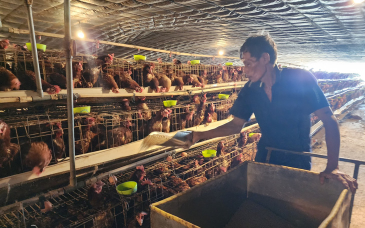 Tiền Giang có khoảng 56.700 tấn thịt gia cầm cung cấp cho thị trường Tết