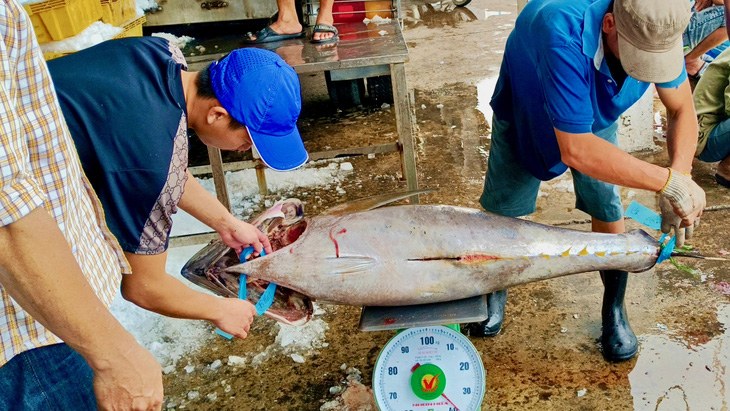Sản lượng cá ngừ đại dương khai thác được của hai tỉnh Khánh Hòa, Phú Yên khá cao - Ảnh: MINH CHIẾN