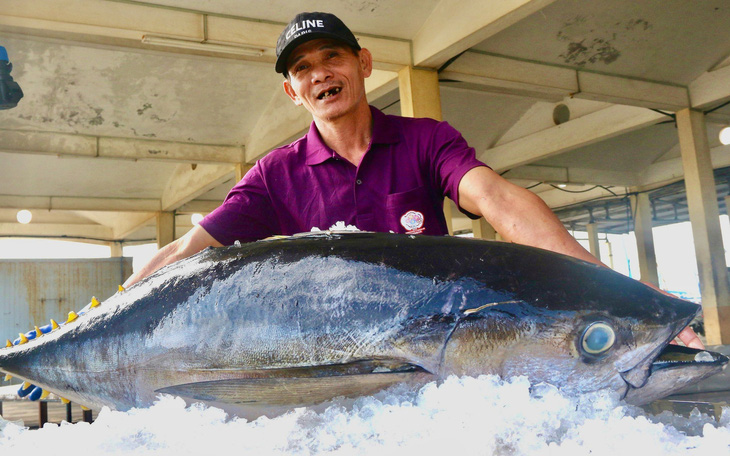 Ngư dân Phú Yên, Khánh Hòa trúng đậm cá ngừ đại dương