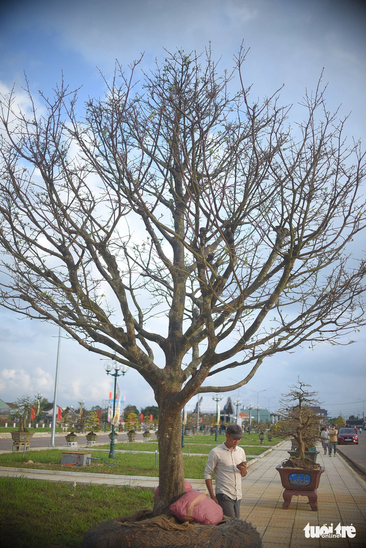 Độc đáo và hoành tráng nhất là cây mai đọt xanh cao 5,5m của anh Nguyễn Toàn. Cây có gốc to và búp rất nhiều 