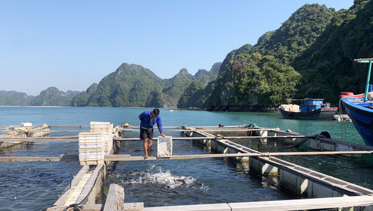 Việc các công ty than mua cá song cũng góp phần ủng hộ tiêu thụ loài thủy sản được nuôi số lượng lớn tại Quảng Ninh - Ảnh: T. THẮNG