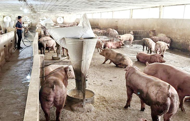 Người chăn nuôi trong nước đang lo mất Tết vì heo nhập lậu giá rẻ tràn về. Trong ảnh: một trại heo ở Đồng Nai - Ảnh: N.TRÍ