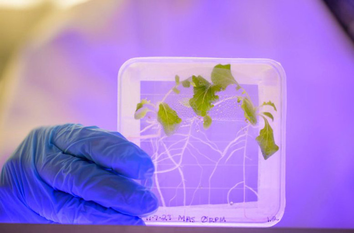 Các nhà nghiên cứu tại Đại học Delaware đang xem xét thực vật trồng trong không gian dễ bị nhiễm vi khuẩn Salmonella hơn so với trồng ở Trái đất - Ảnh: UNIVERSITY OF DELAWA
