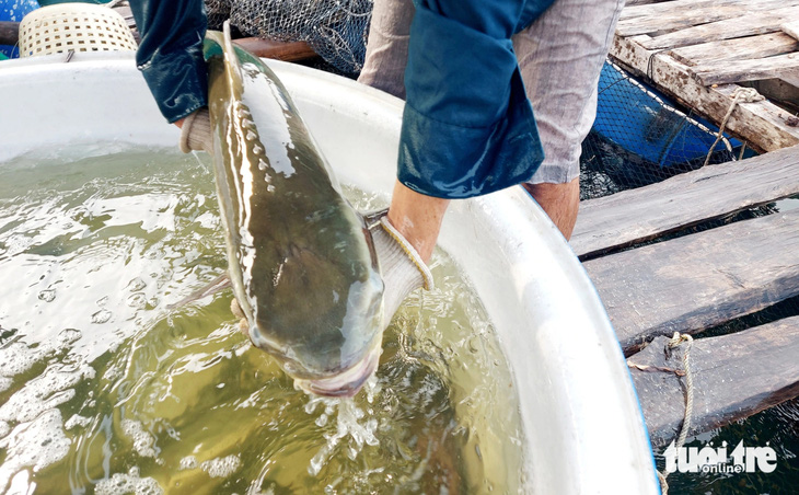 Người dân ở Hòn Nghệ (huyện Kiên Lương) bán cá bớp với giá 175.000 đồng/kg - Ảnh: CHÍ CÔNG