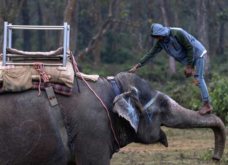 Một nài voi đang trèo lên vòi con voi ở Vườn quốc gia Chitwan tại Nepal. Đây là nơi sinh sống của một trong những con tê giác một sừng cuối cùng trên thế giới, cũng là một trong những nơi trú ẩn còn lại hiếm hoi của hổ Bengal - Ảnh: EPA