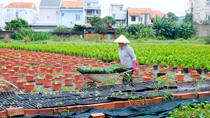 Nhà vườn Hóc Môn, TP.HCM tất bật trồng các loại bông bán Tết - Ảnh: YẾN TRINH