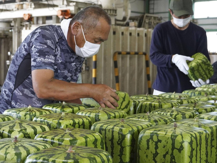 Nhật Bản siết những quy định nhận trợ cấp trong lĩnh vực nông nghiệp- Ảnh 1.