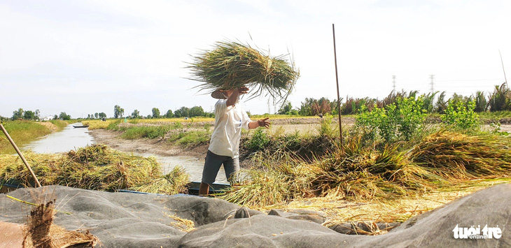Nông dân Cà Mau thu hoạch lúa tôm - Ảnh: THANH HUYỀN