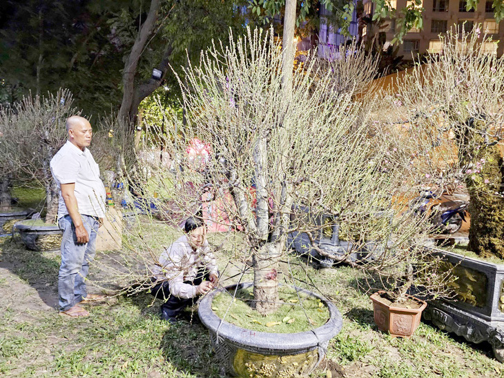 Một gốc đào ghép vừa “cập bến” đã có khách chốt, ghi tên “chủ sở hữu” lên chậu cây - Ảnh: NGỌC HIỂN