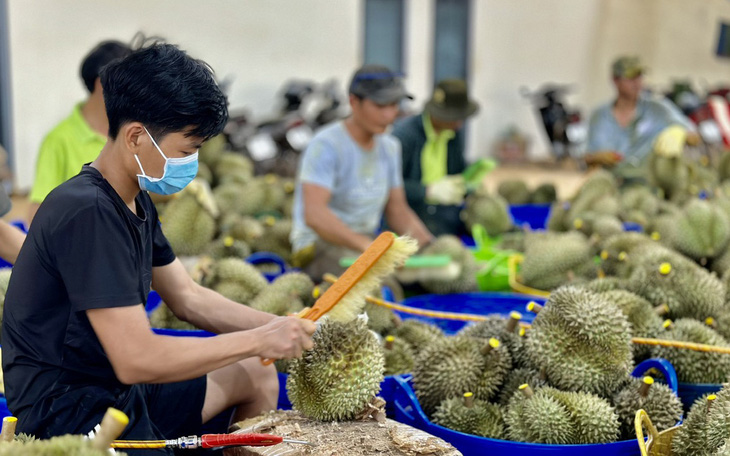 Trung Quốc dự kiến mở cửa thêm cho cả loạt trái cây chủ lực của Việt Nam
