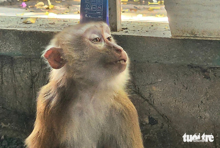 Con khỉ tại quán cà phê trên đường Vườn Lài (phường An Phú Đông, quận 12) vào trưa 30-1 - Ảnh: NGỌC KHẢI