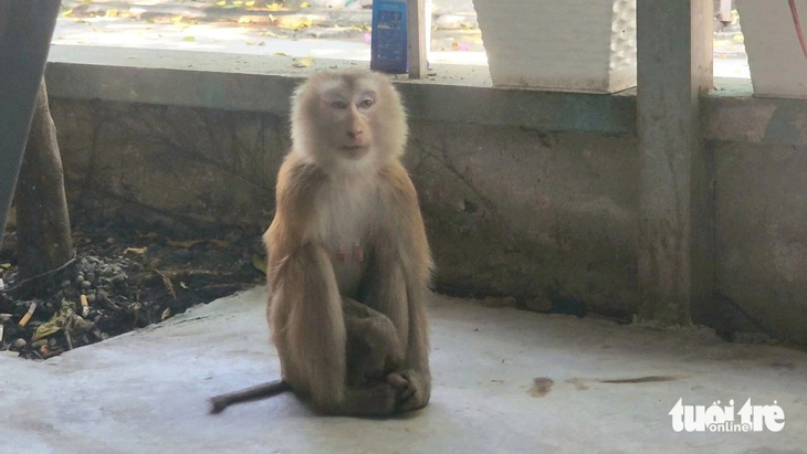 Con khỉ tại quán cà phê trên đường Vườn Lài (phường An Phú Đông, quận 12) vào trưa 30-1 - Ảnh: NGỌC KHẢI