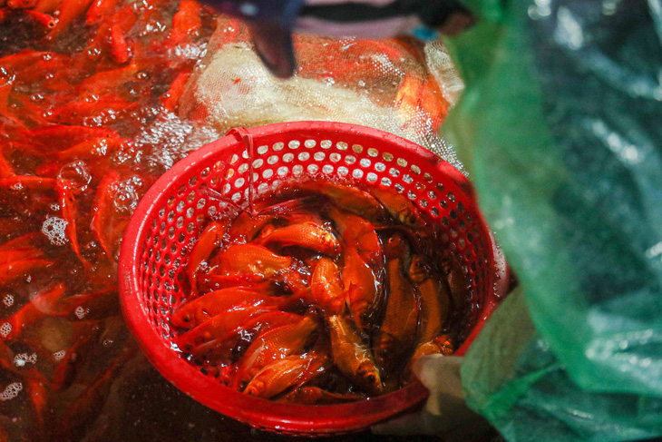 Người mua kỹ lưỡng tuyển chọn những chú cá chép đỏ tuyệt phẩm nhất dù trời rét kèm mưa phùn buốt giá tại Hà Nội - Ảnh: HÀ QUÂN
