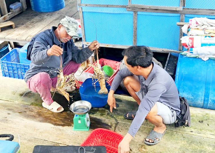 Lượng tôm hùm bông tồn đọng ở Khánh Hòa không nhiều do việc tiêu thụ trong nước lẫn xuất khẩu tiểu ngạch tăng - Ảnh: MINH CHIẾN