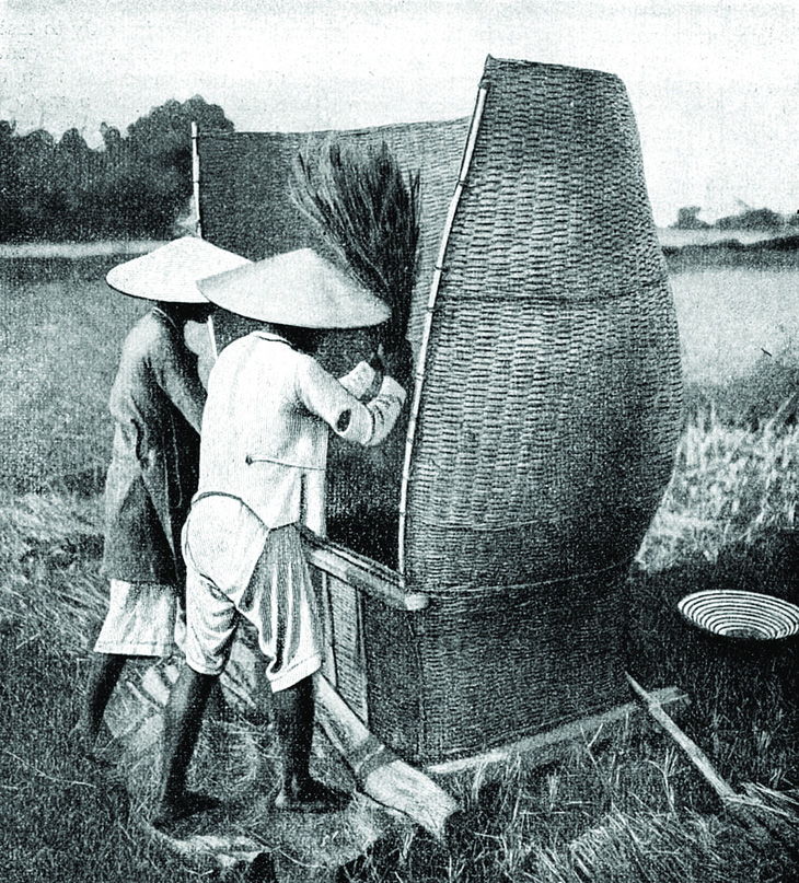Cách gặt lúa của người Việt Nam, 1922. Ảnh: GETTY IMAGES