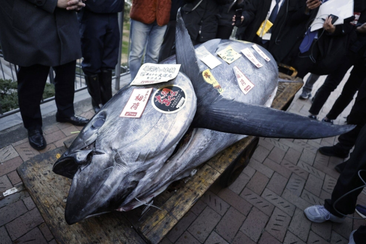 Con cá ngừ được bán đấu giá hơn 17 tỉ đồng - Ảnh: BLOOMBERG