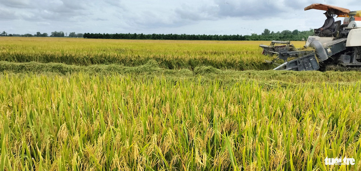 Kiên Giang là tỉnh có sản lượng lúa lớn nhất cả nước. Riêng năm 2023, có trên 4,5 triệu tấn - Ảnh: MINH KHANG