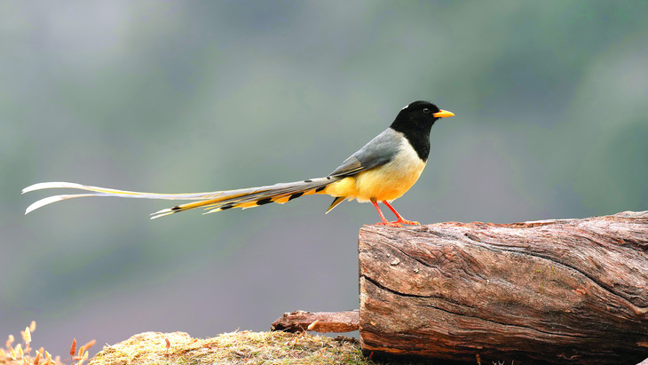 Phượng hoàng mỏ vàng (Yellow-billed Blue-magpie)