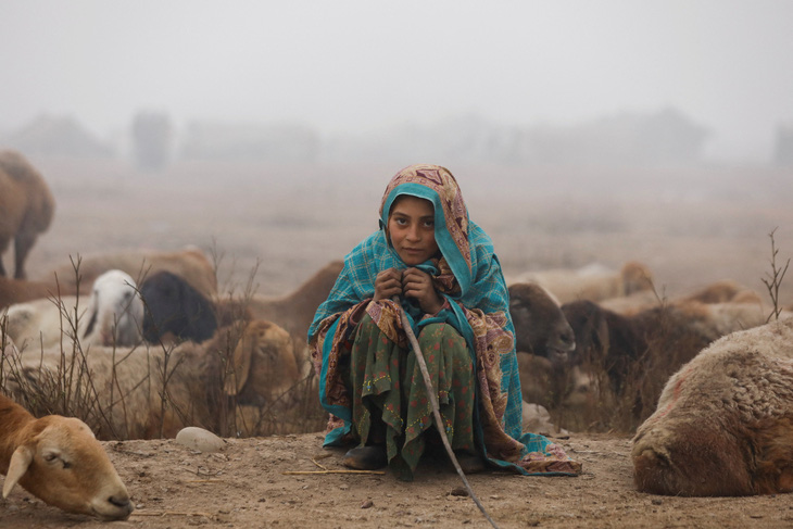 Bé gái Bibi, 14 tuổi, ngồi cùng với đàn dê của gia đình giữa sương mù buổi sáng ở ngoại ô thành phố Peshawar, Pakistan ngày 5-1 - Ảnh: REUTERS