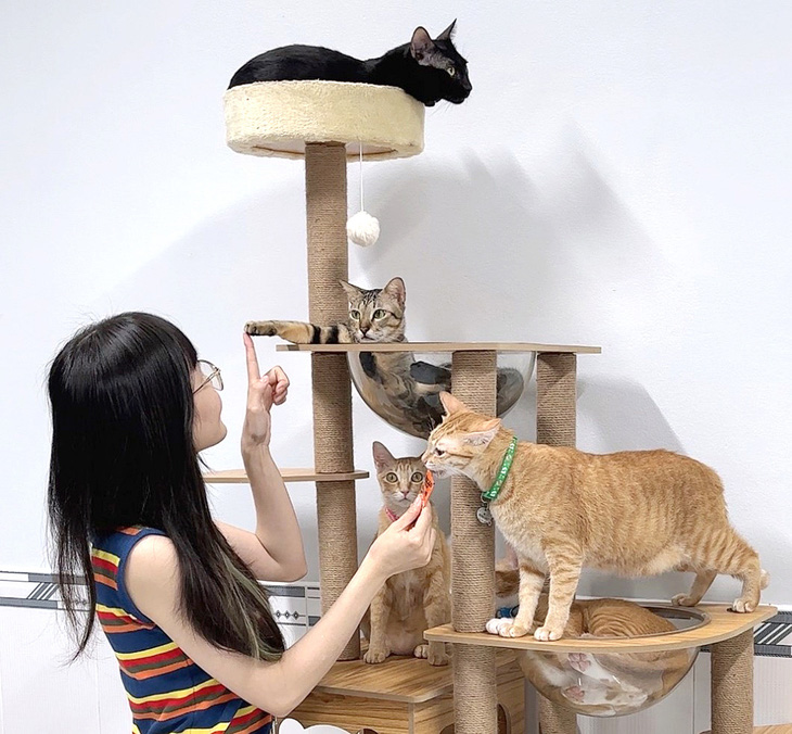 Năm chú mèo nổi tiếng của kênh Vitamin Mèo - Ảnh: NVCC