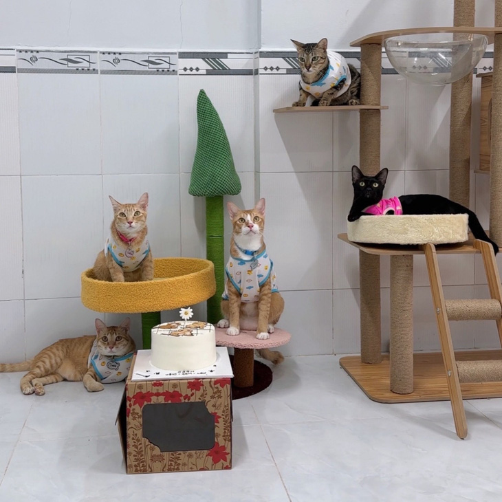 Những chú mèo ngộ nghĩnh của Tường Minh  -  Ảnh: NVCC