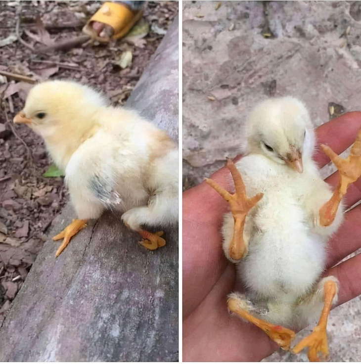 Lần đầu tiên, con gà có 4 cái chân.