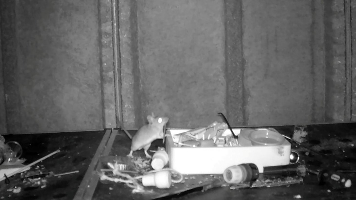 Con chuột đang dọn dẹp bàn làm việc trong nhà kho - Ảnh: CNN/X